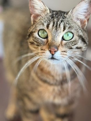 Adopter Julie