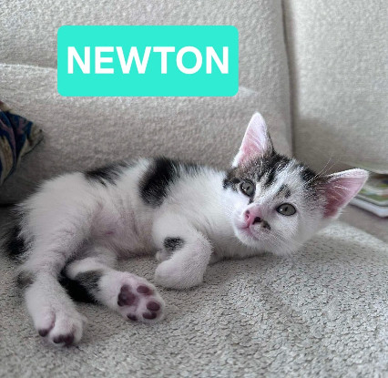 Adopter Newton petit de elza a en duo ou seul si déj
