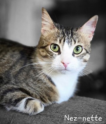 Adopter Neznette