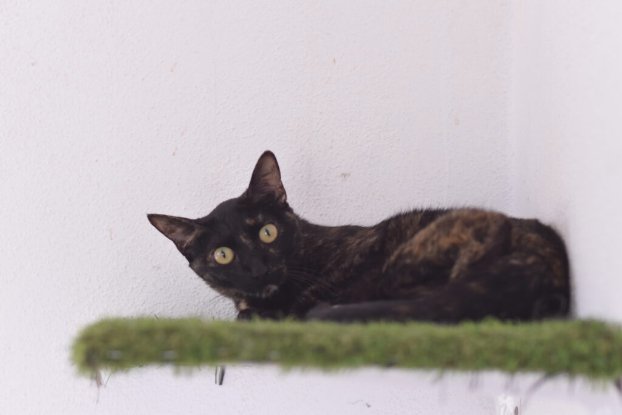 Adopter Nikita