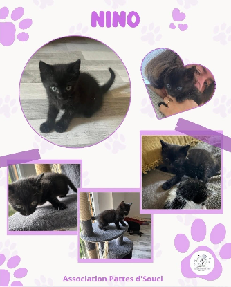 Adopter Nino