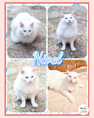 Adopter Nivel