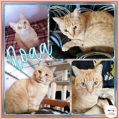 Adopter Noa