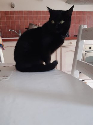 Adopter Noëla