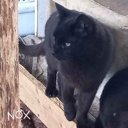 Adopter Nox