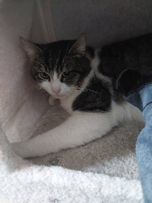 Adopter Nuage