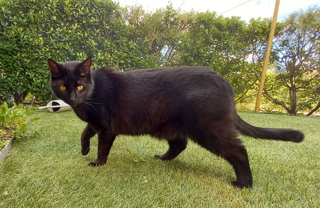 Adopter O'malley