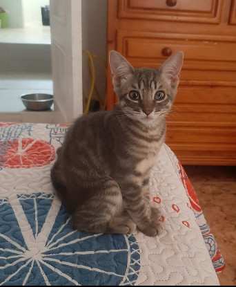 Adopter Olive
