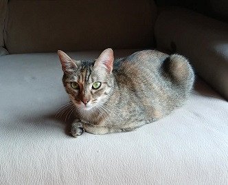 Adopter Opale