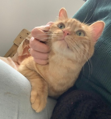 Adopter Orange