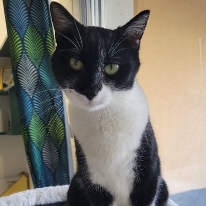 Adopter Oréa