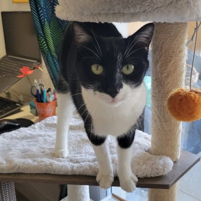 Adopter Oréa