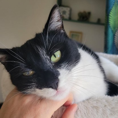 Adoption Oréa