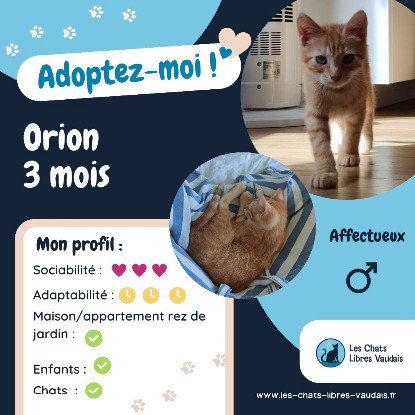 Adopter Orion