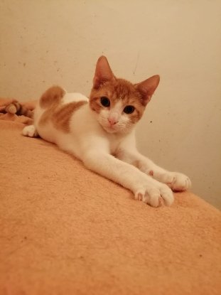 Adopter Oscar
