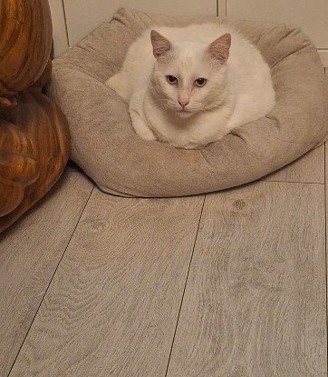 Adopter Oscar
