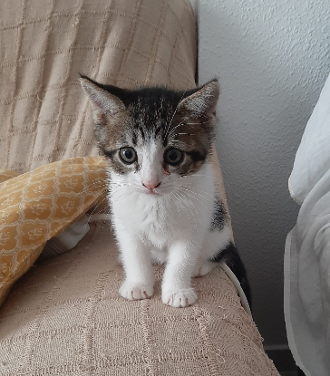 Adopter Oscar