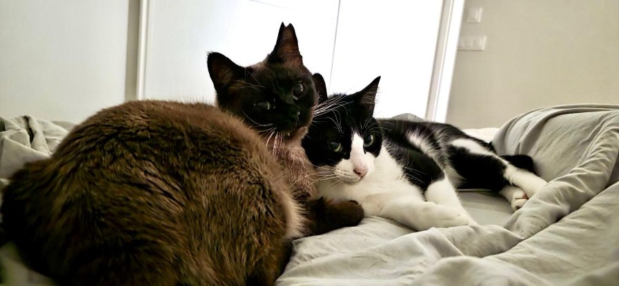 Adoption Oscar et betty