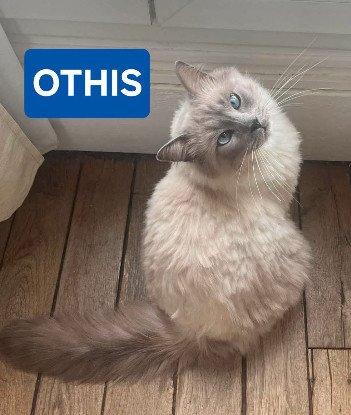 Adopter Othis