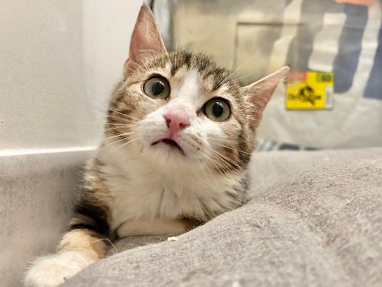 Adopter Pandora