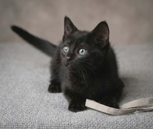 Adopter Pantere