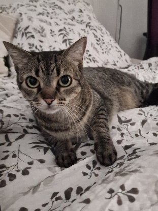 Adopter Pepette