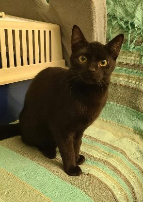 Adopter Phoeby