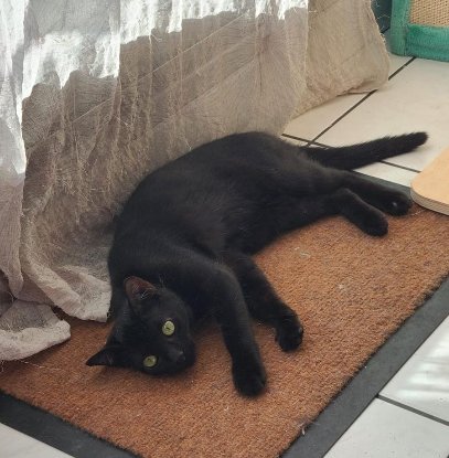 Adopter Phoeby
