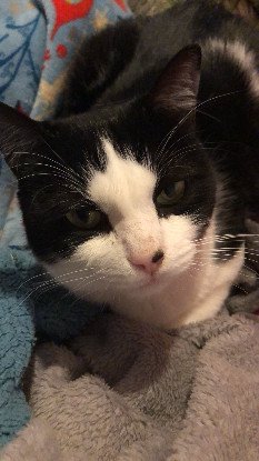 Adopter Pinceau