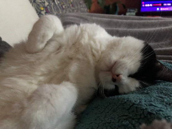 Adopter Pinceau