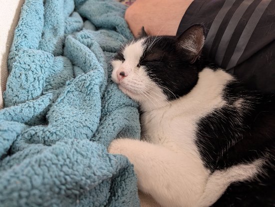 Adoption Pinceau