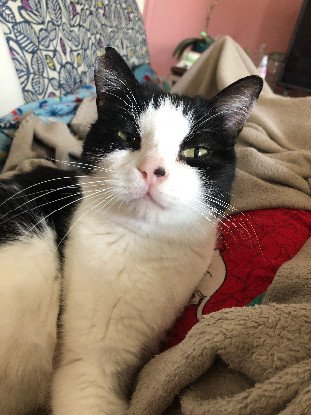 Adoption Pinceau