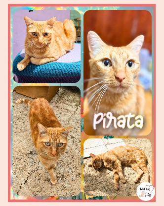 Adopter Pirata
