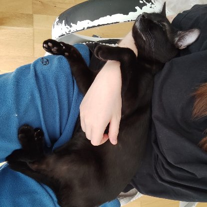 Adoption Pirate