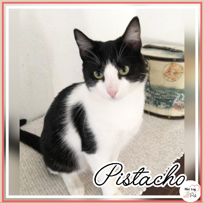 Adopter Pistacho