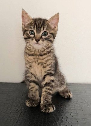 Adopter Pitchou petit de ninou