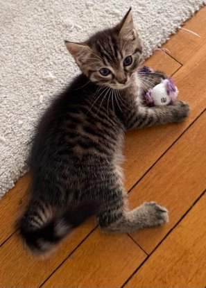 Adopter Pitchou petit de ninou
