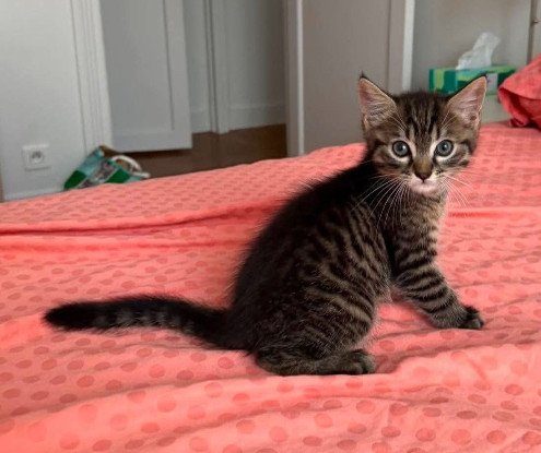 Adoption Pitchou petit de ninou