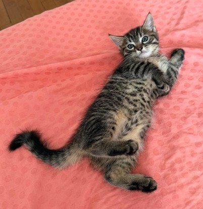 Adoption Pitchou petit de ninou