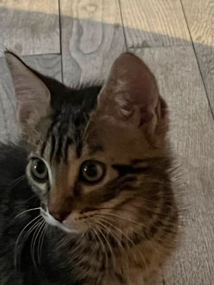 Adopter Porthos