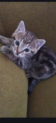 Adopter Poupette