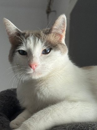 Adopter Priscila
