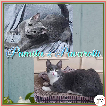 Adopter Pumita & pavarotti