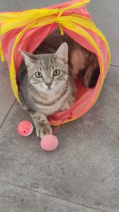 Adoption Ratinho