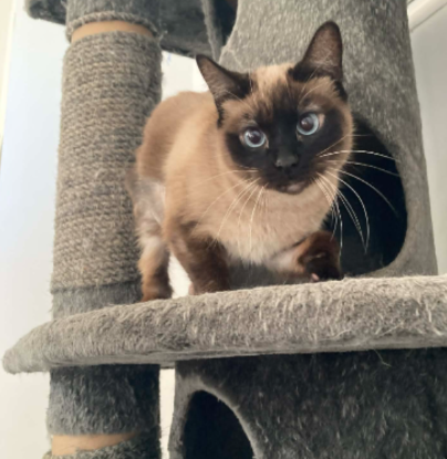 Adopter Reina