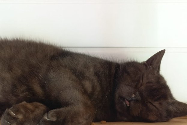 Adopter Rhubarbe
