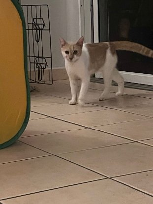 Adopter Rocky