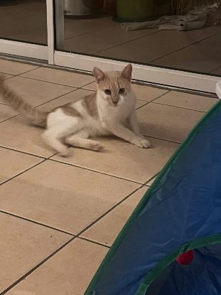 Adopter Rocky