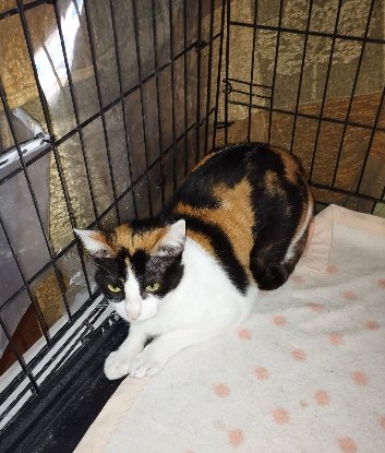 Adopter Roma