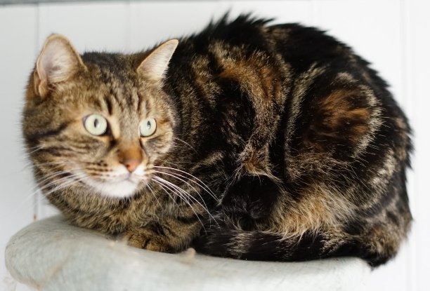 Adopter Romeo